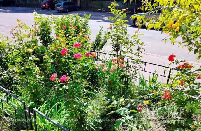 Август в Одессе, цветы