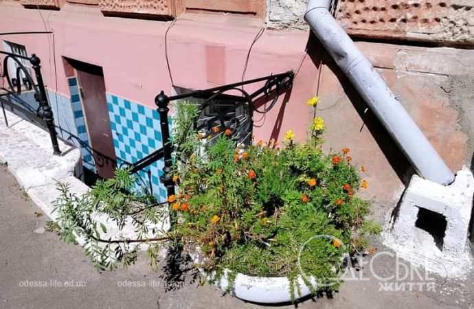 Август в Одессе, клумба