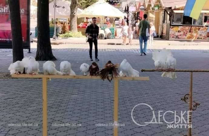 Август в Одессе, уличные музыканты