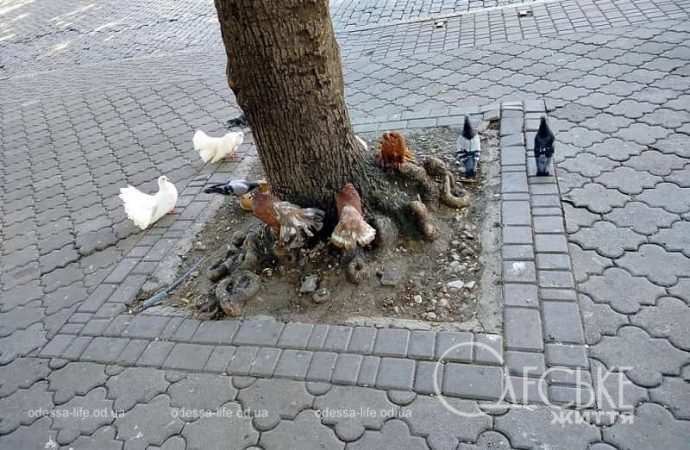 Август в Одессе, стайка голубей