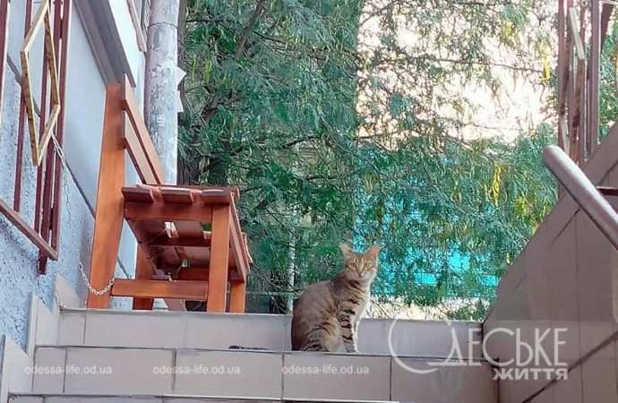 Август в Одессе, котик