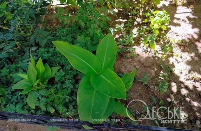 Август в Одессе, листья