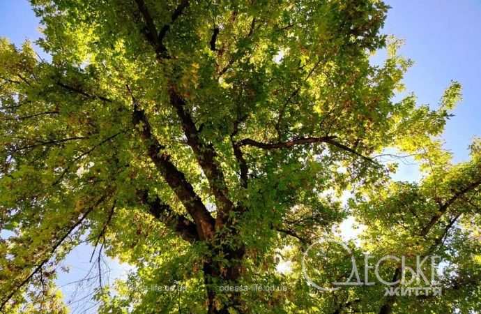 Август в Одессе, дерево