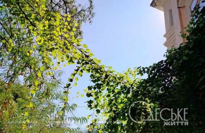 Летняя зелень, Одесса