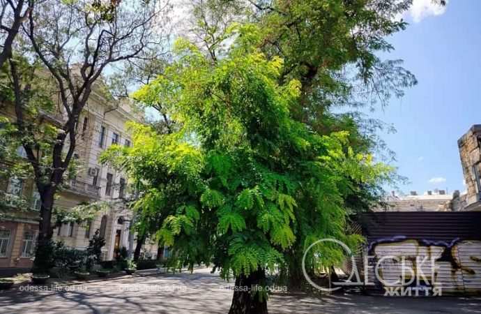 Август в Одессе, деоевр