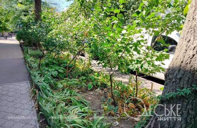 Август в Одессе, палисадник