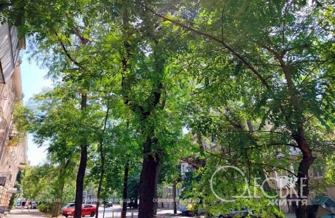 Август в Одессе, зеленое дерево