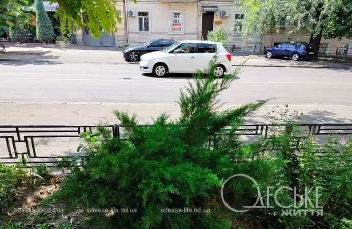 Август в Одессе, авто