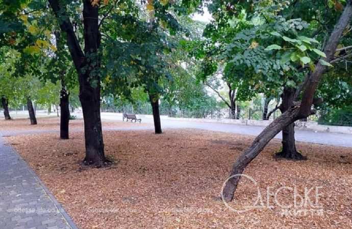 В одесском парке Шевченко, деревья