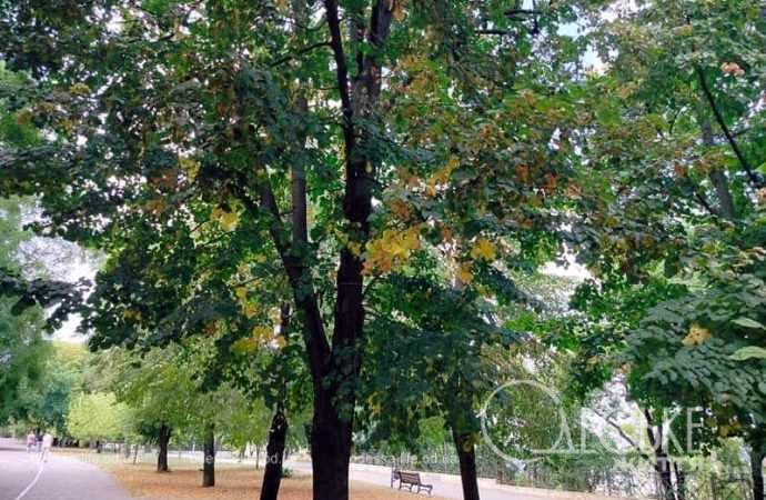 Лето в одесском парке Шевченко