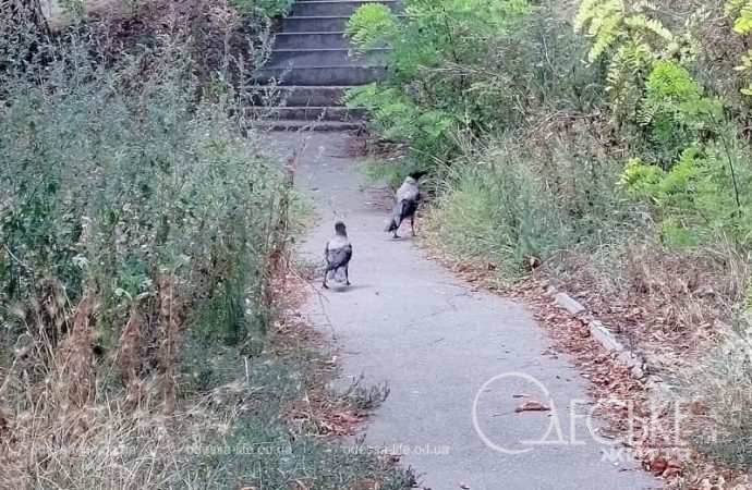 В одесском парке Шевченко, вороны