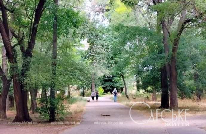 В одесском парке Шевченко, аллея