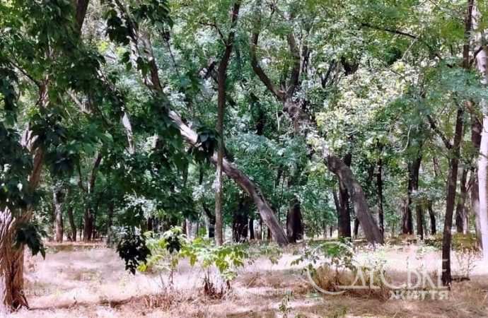 В одесском парке Шевченко, деревья