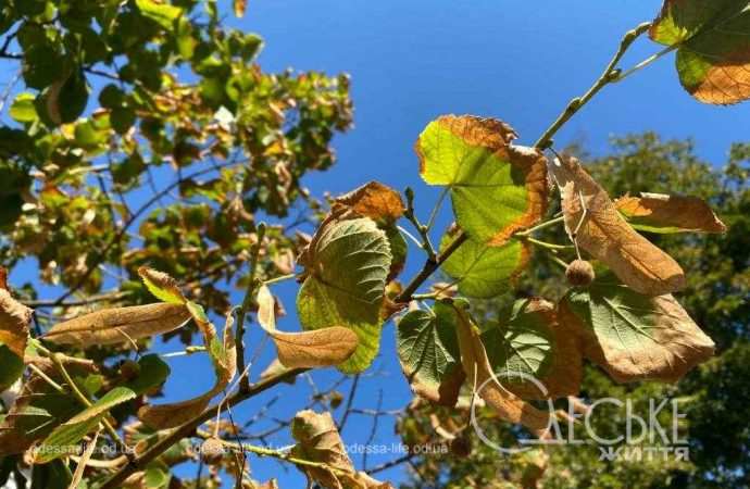 Сохнут липы в Одессе