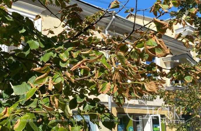 Сохнут липы в Одессе2