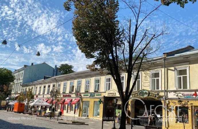 Сохнут липы в Одессе, Дерибасовская