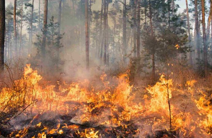 В Бородінській громаді люди врятували ліс від пожежі