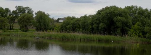 Про село Дубинове: вікові дуби, віники та цілюще джерело