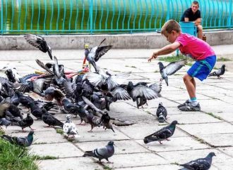 «Птичку жалко»: в Одессе голуби передают болезни людям!