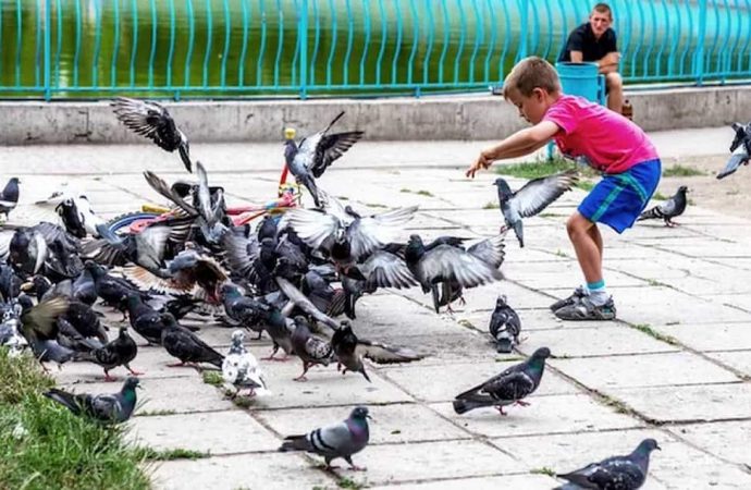 «Пташку шкода»: в Одесі голуби передають хвороби людям!