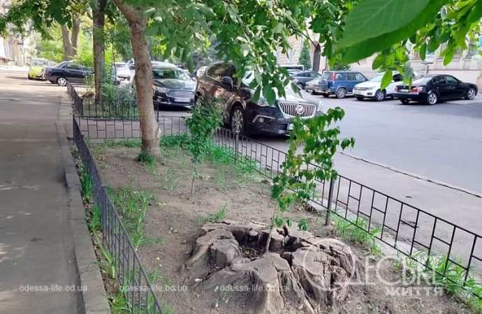 Одесские клумбы в сентябре, пенек