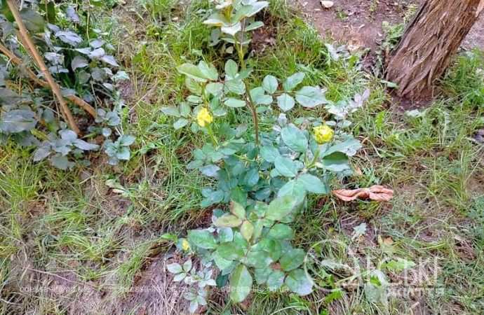 Одесские клумбы в сентябре, желтые цветы