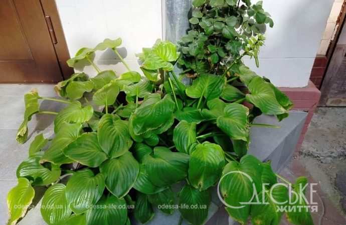 Одесские клумбы в сентябре, зелень