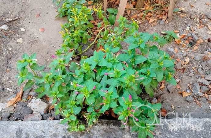 Одесские клумбы в сентябре4