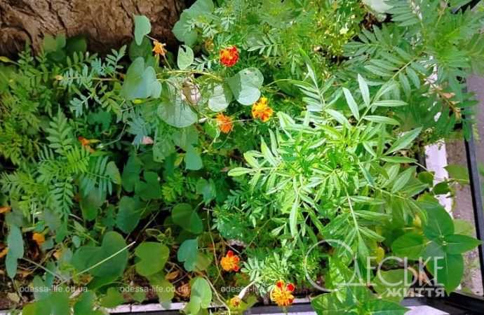 Одесские клумбы в сентябре, дубки