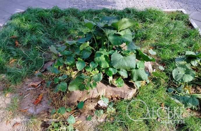 Одесские клумбы в сентябре5