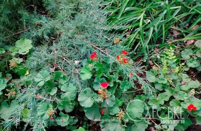 Одесские клумбы в сентябре, почти лето