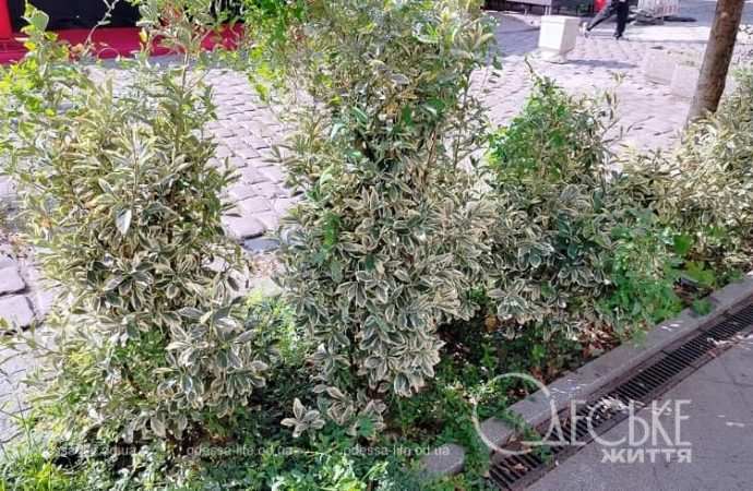 Одесские клумбы в сентябре, кустарники