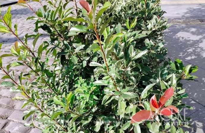 Одесские клумбы в сентябре6