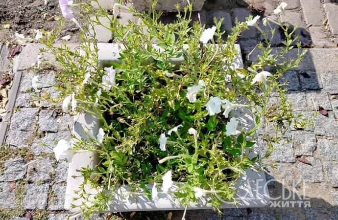 Одесские клумбы в сентябре7