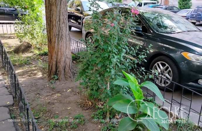 Одесские клумбы в сентябре, у дороги