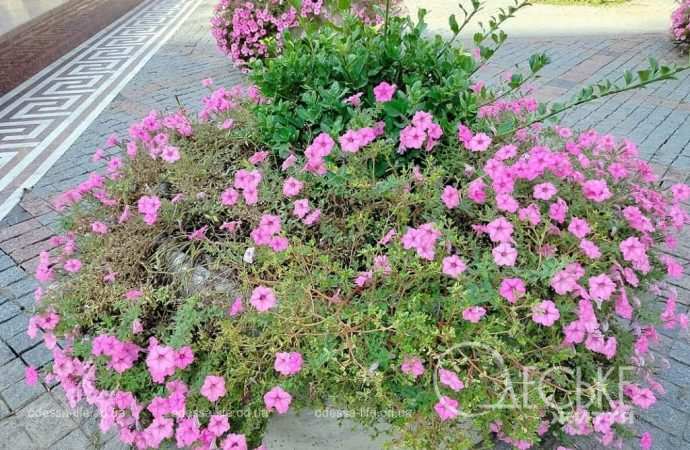 Одесские клумбы в сентябре9