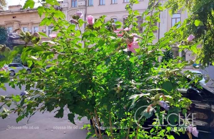 Одесские клумбы в сентябре, цветы