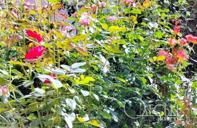 Одесские клумбы в сентябре, розовые цветы