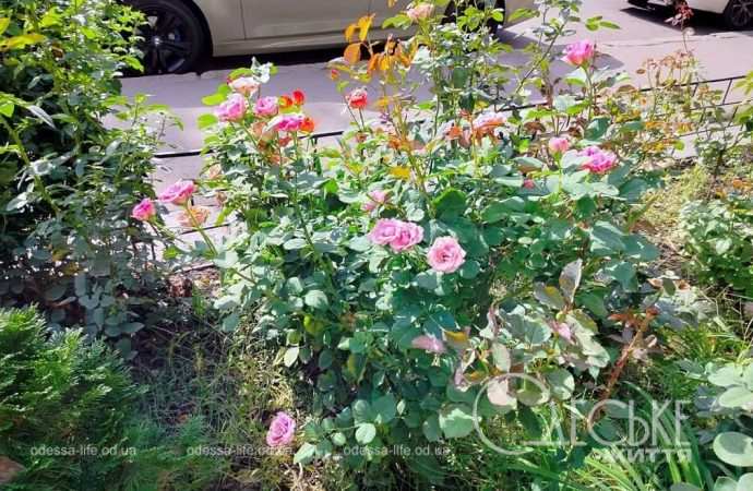 Одесские клумбы в сентябре, 2024 г.