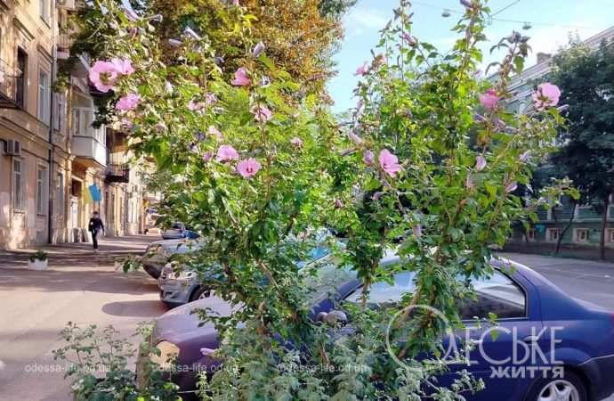 Одесские клумбы в сентябре, авто