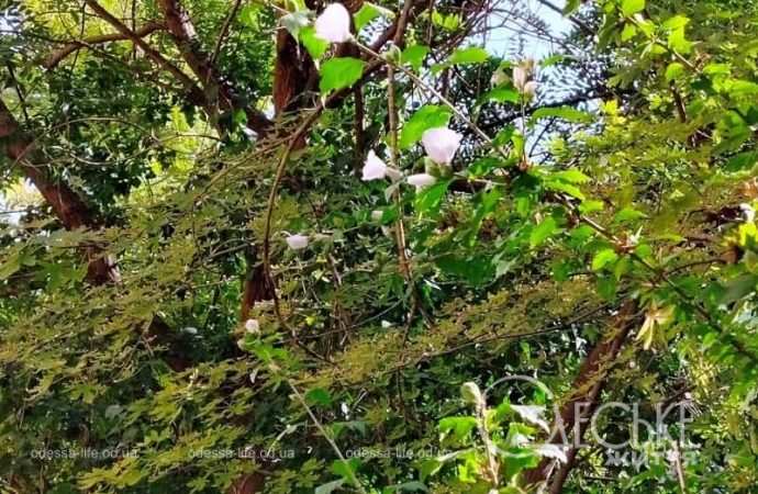 Одесские клумбы в сентябре