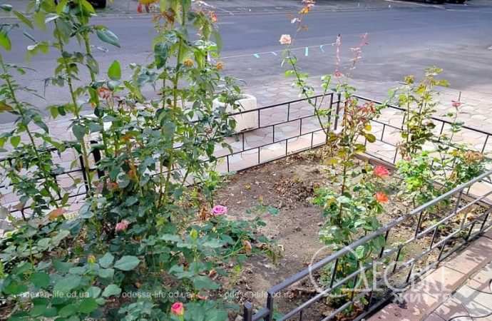 Одесские клумбы в сентябре3