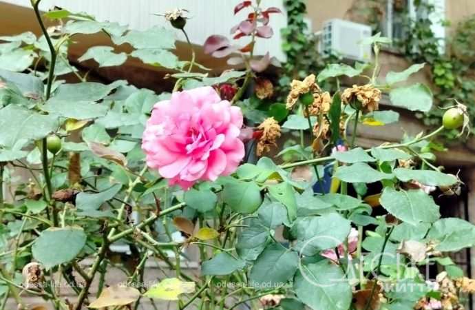 1 сентября в Одессе, летне-осенний цветок