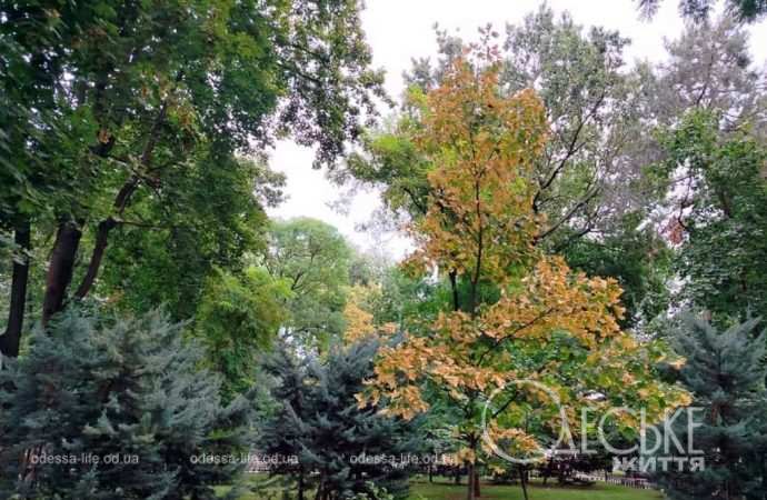 1 сентября в Одессе, осеннее дерево