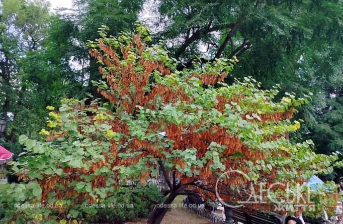В Одессе скоро осень