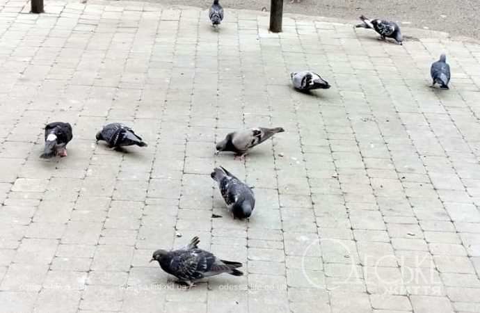 1 сентября в Одессе, голуби