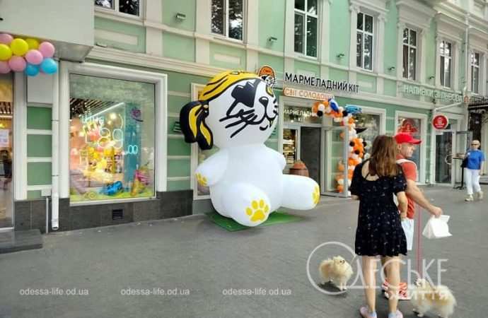 1 сентября в Одессе, мармеладный кот