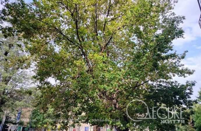 1 сентября в Одессе, еще летнее дерево