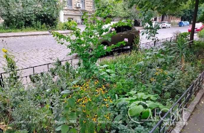 1 сентября в Одессе, палисадник