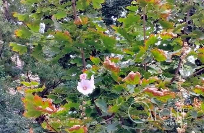 1 сентября в Одессе, предвестие оесни